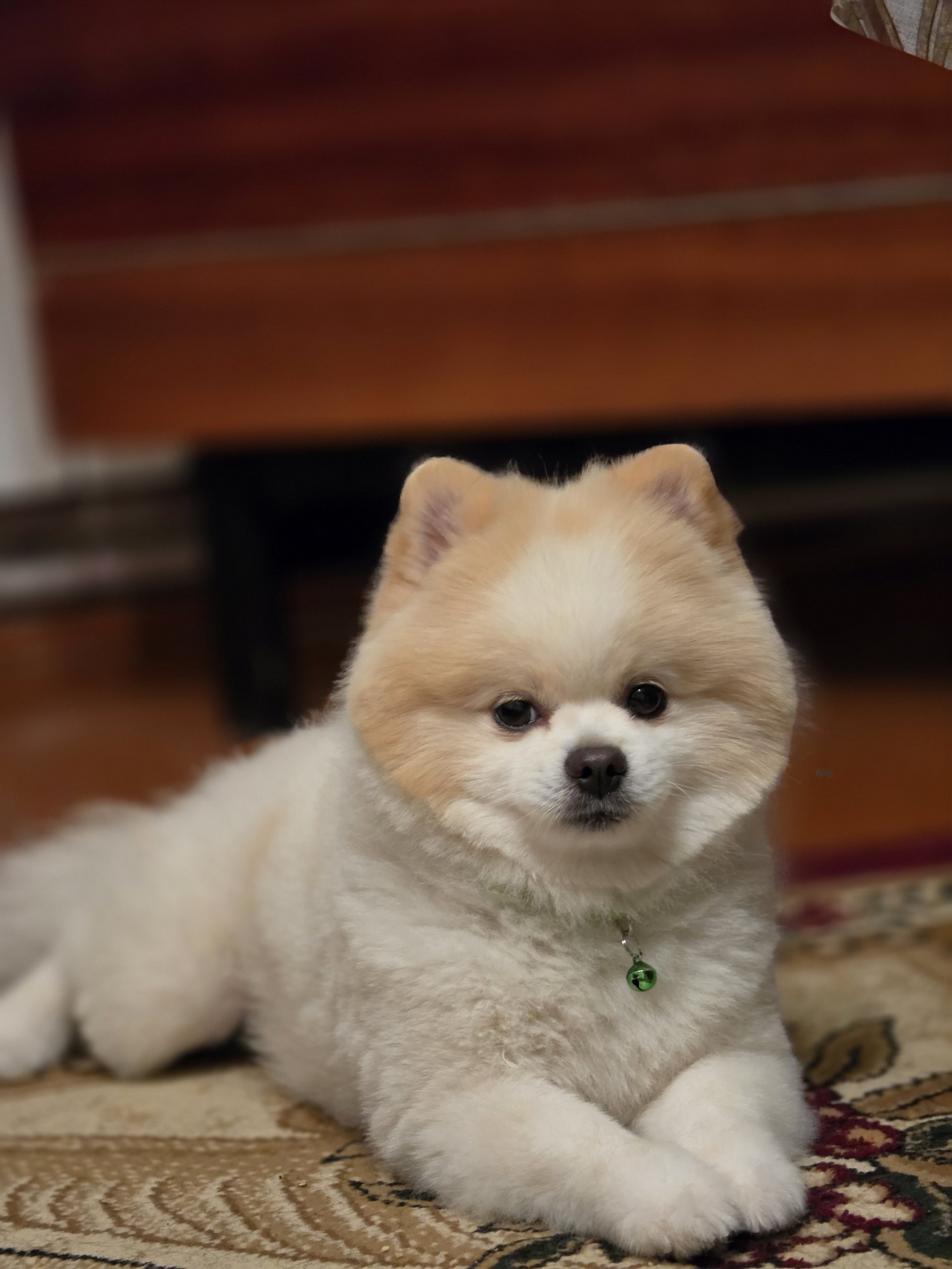 Potus is a dog — şəkil 1
